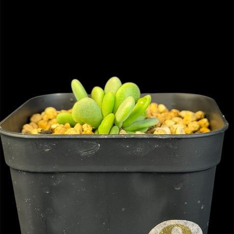 ケラリアピグマエア | STORES