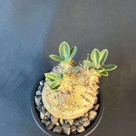 パキポディウム属 品種不明 発根済 良型 塊根植物   158