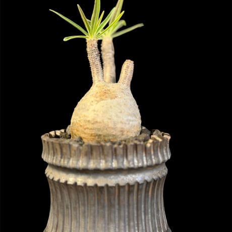 パキポディウムグラキリス | STORES