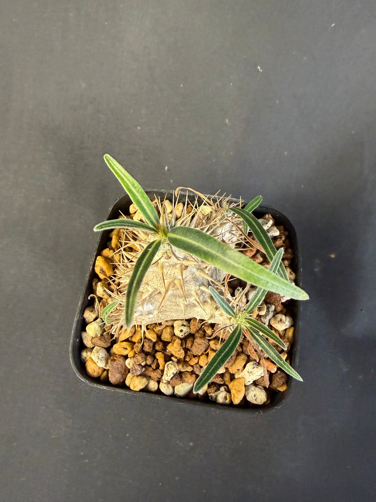 グラキリス 実生 13 c | HANDS PLANTS