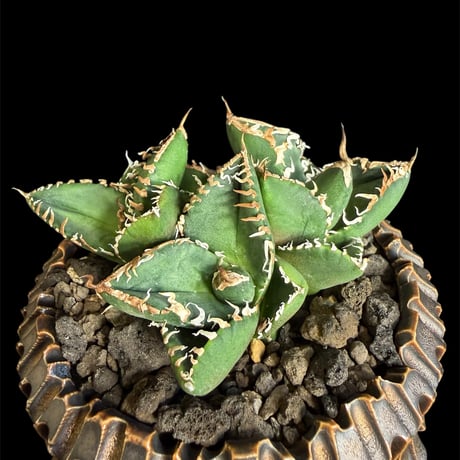 アガベsad | STORES