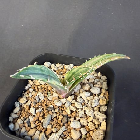 アガベ　チタノタ　白鯨錦　⑧