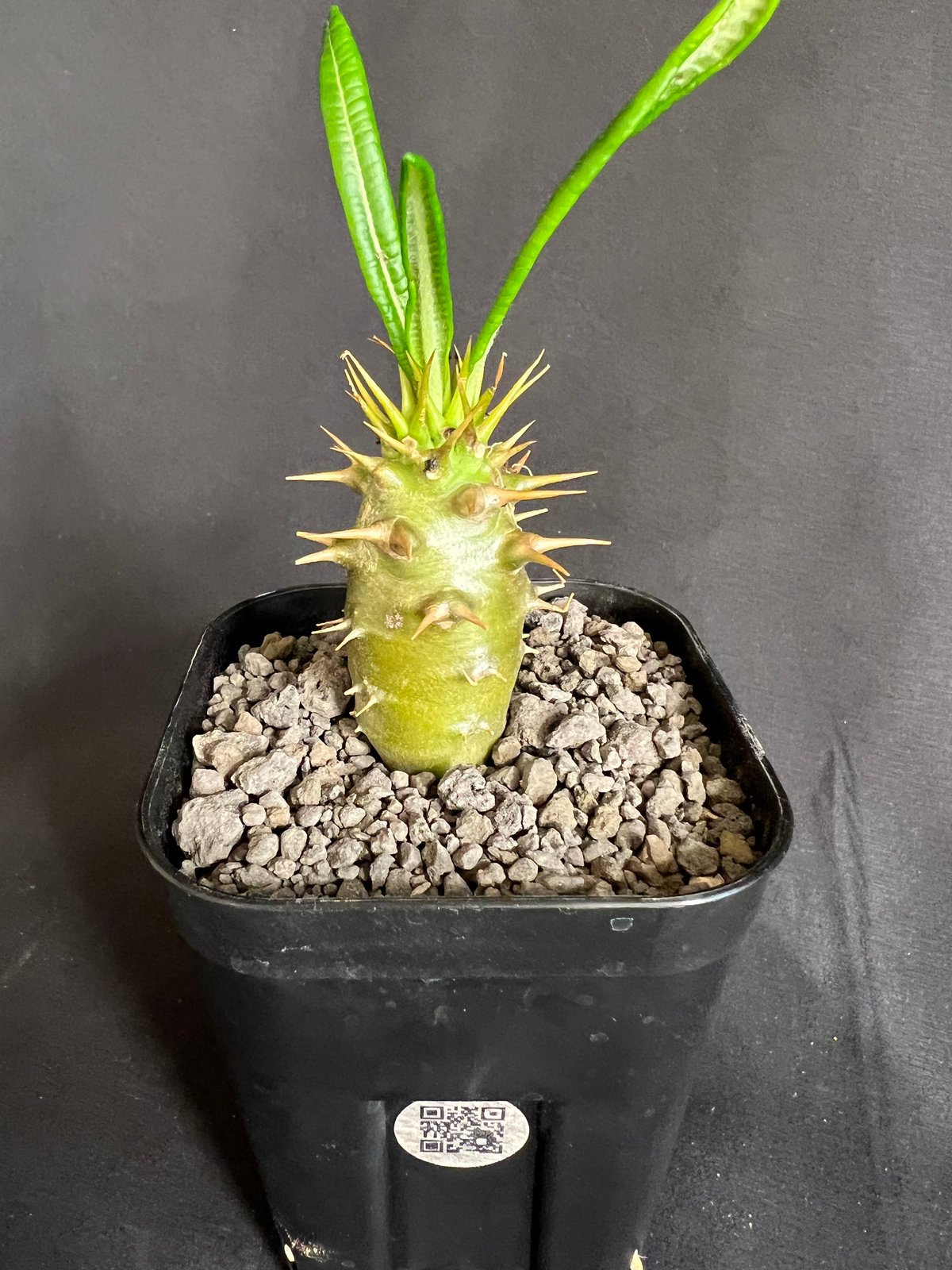 パキポディウム・アンボンゲンセ実生 ② | HANDS PLANTS