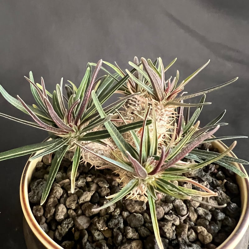 パキポディウム グラキリス多頭 実生株 | HANDS PLANTS