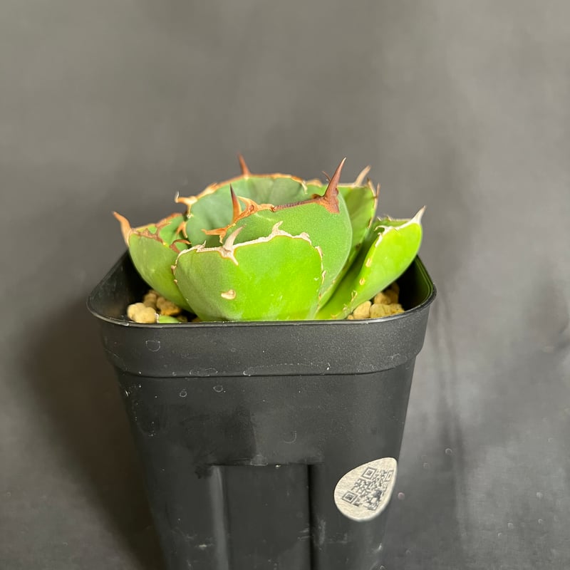 【親株】アガベ　チタノタ　ジャガノート アガベジャガーノート | STORES