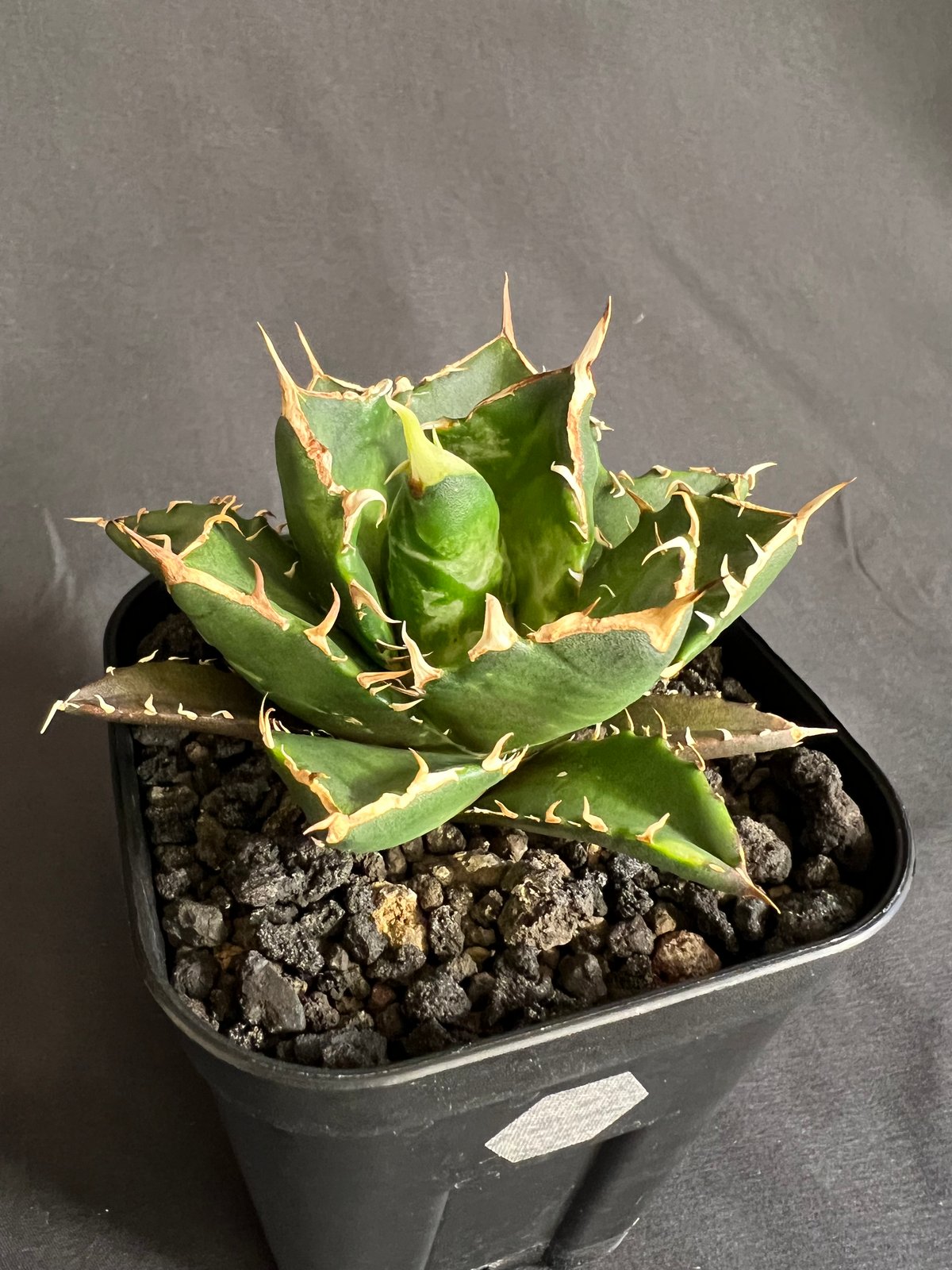 アガベ チタノタ 鬼爪 | HANDS PLANTS