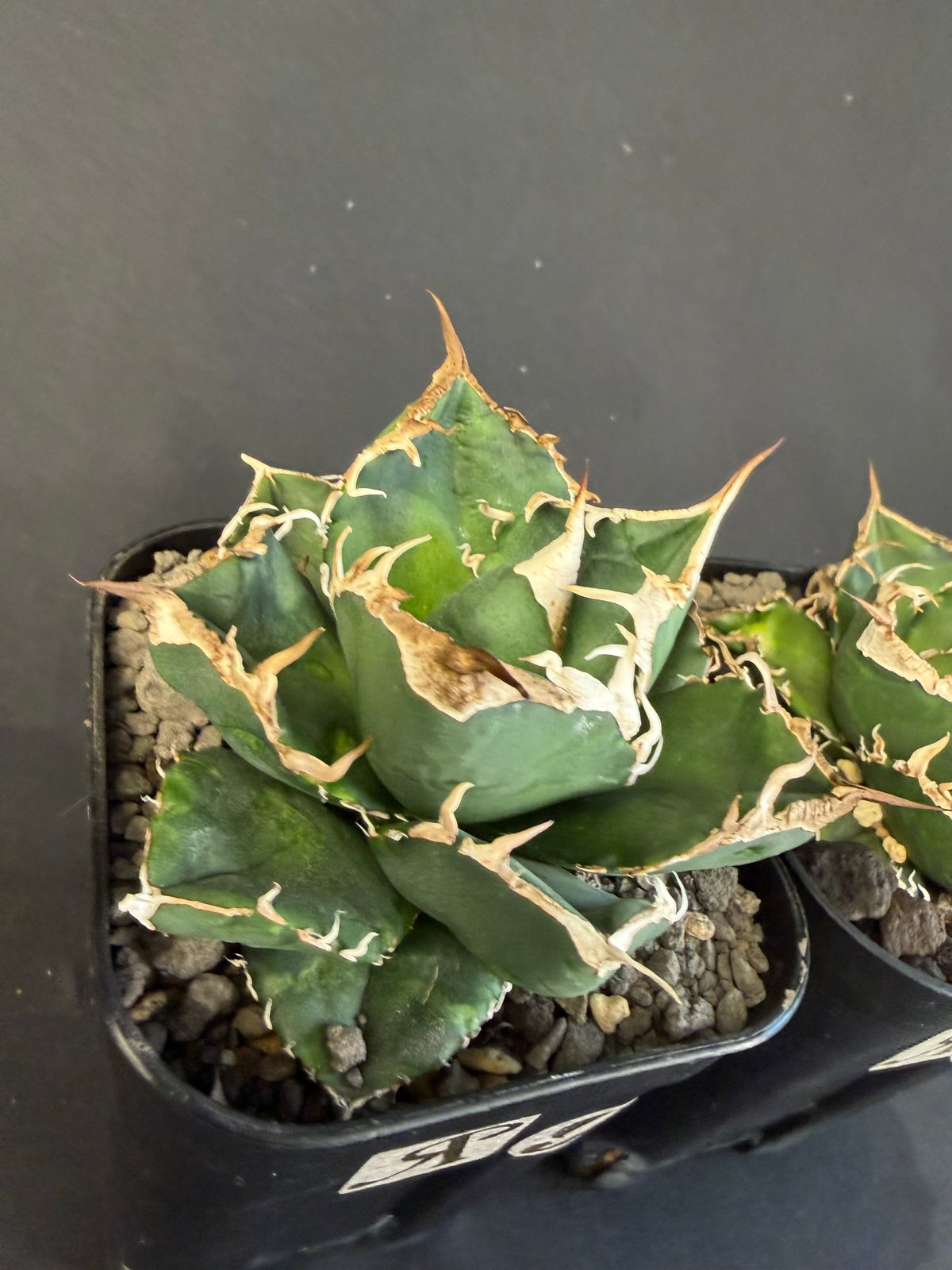 アガベ 南アフリカダイヤモンド 2株SET 45 | HANDS PLANTS