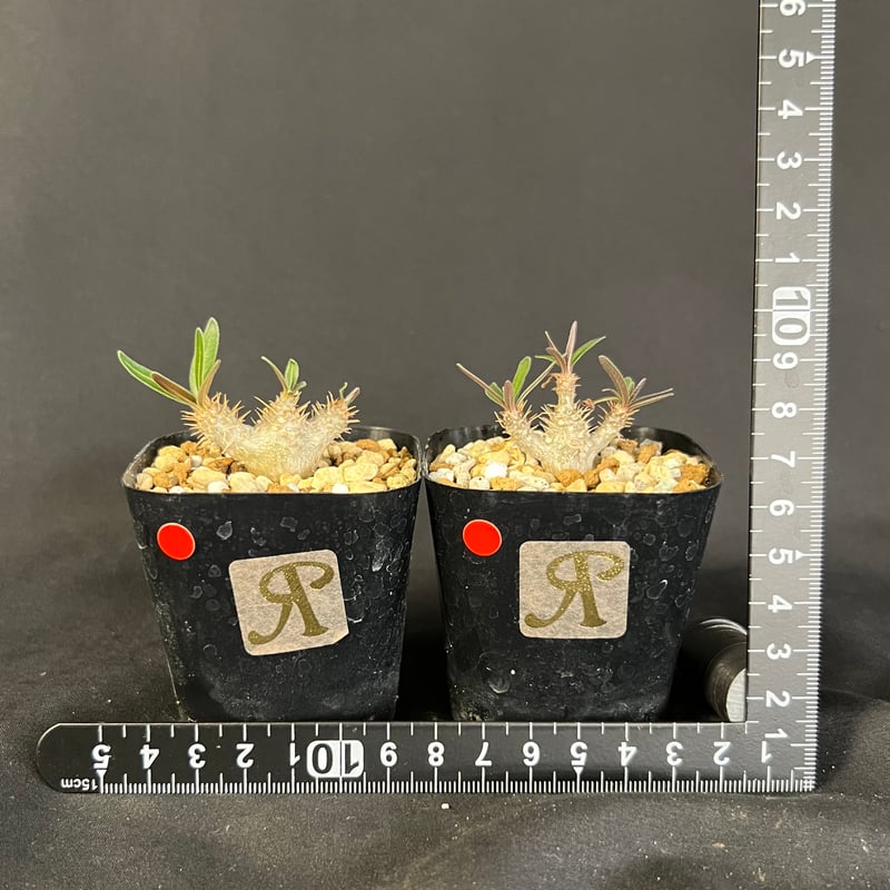 グラキリス 実生 2株セット | HANDS PLANTS グラキリス 実生 2株セット | HANDS PLANTS