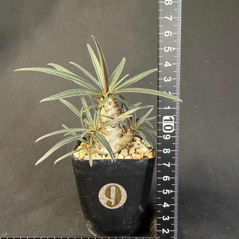 実生グラキリス　現在しっかり眠ってます 実生グラキリス 現在しっかり眠ってます 休眠中のグラキリスの管理