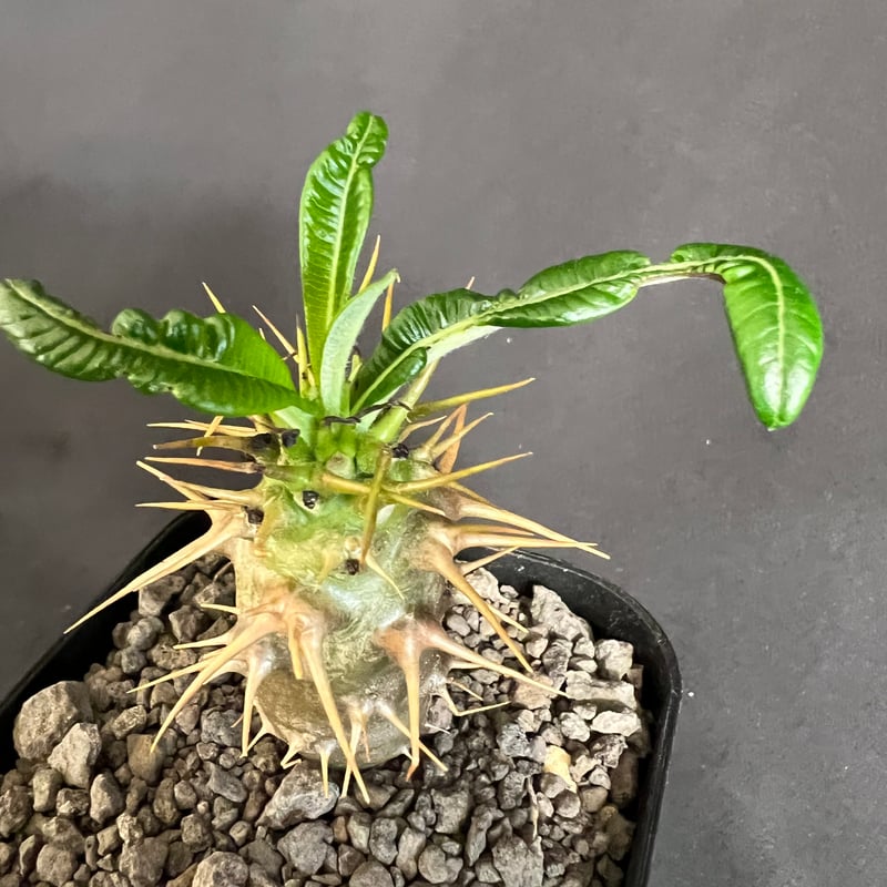 パキポディウム・アンボンゲンセ実生 | HANDS PLANTS