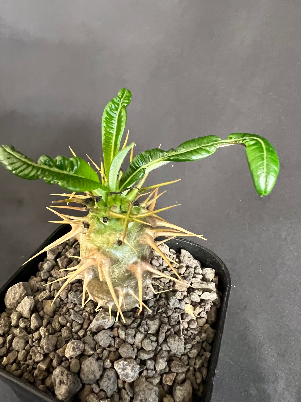 パキポディウム・アンボンゲンセ実生 | HANDS PLANTS