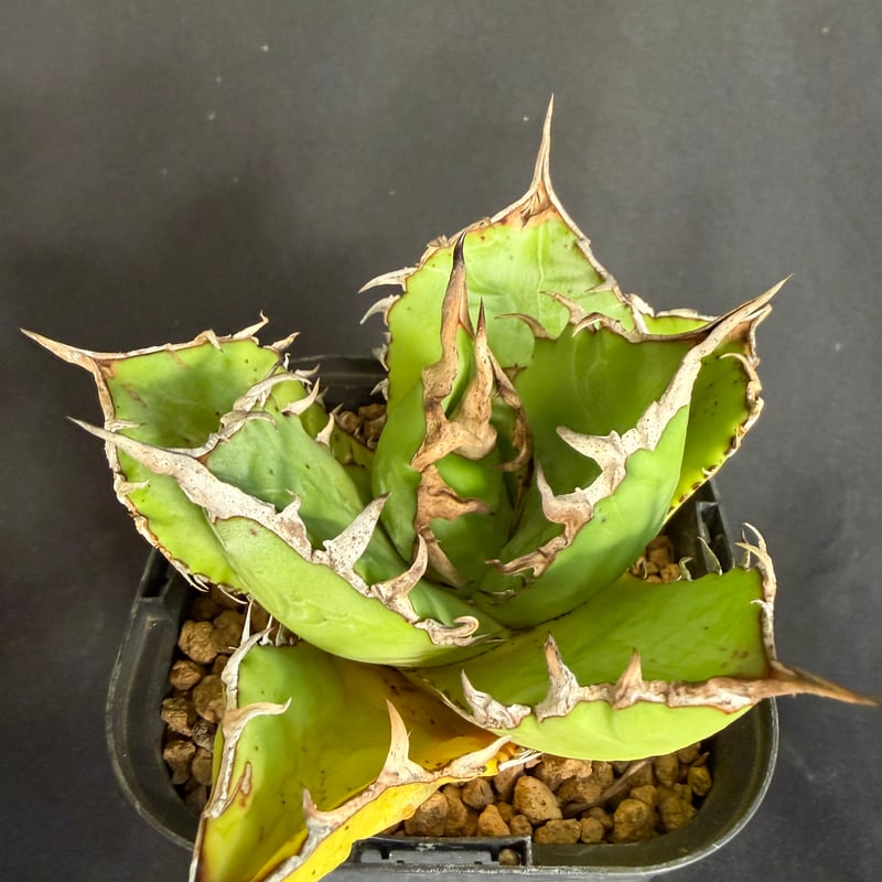 アガベ チタノタ 白鯨 ライムグリーン58 | HANDS PLANTS