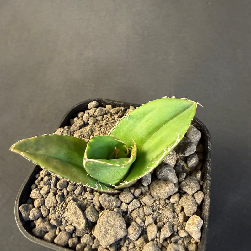 アガベチタノタ 蚩尤（しゆう）子株 9 | HANDS PLANTS