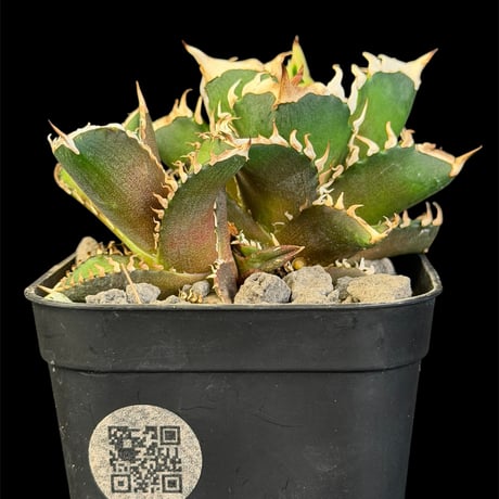 レッドキャットウィーズル | STORES