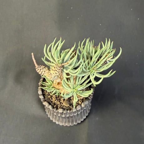 チレコドン・ペアルソニー（Tylecodon pearsonii）178