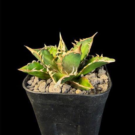 レッドキャットウィーズル | STORES