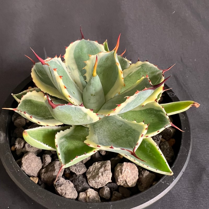 アガベ 吉祥冠錦 | HANDS PLANTS