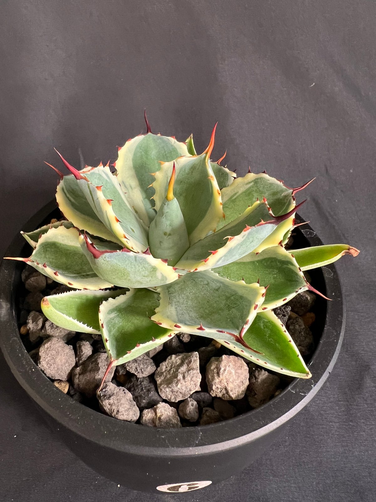 アガベ 吉祥冠錦 | HANDS PLANTS