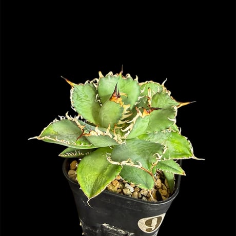 アガベチタノタフィリグリー | STORES