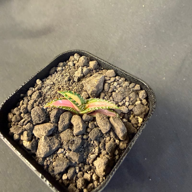 アガベ チタノタ 白豪刺中斑錦明錦 | HANDS PLANTS