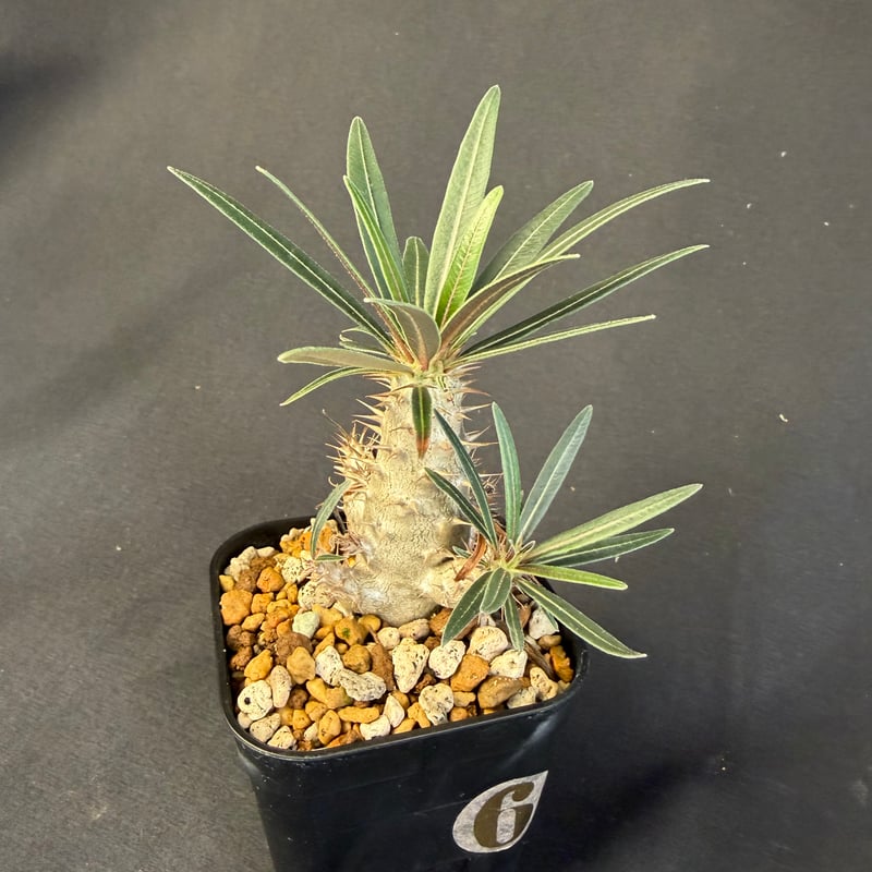 タイムセール　国内実生　グラキリス良型 グラキリス 実生 13 g | HANDS PLANTS