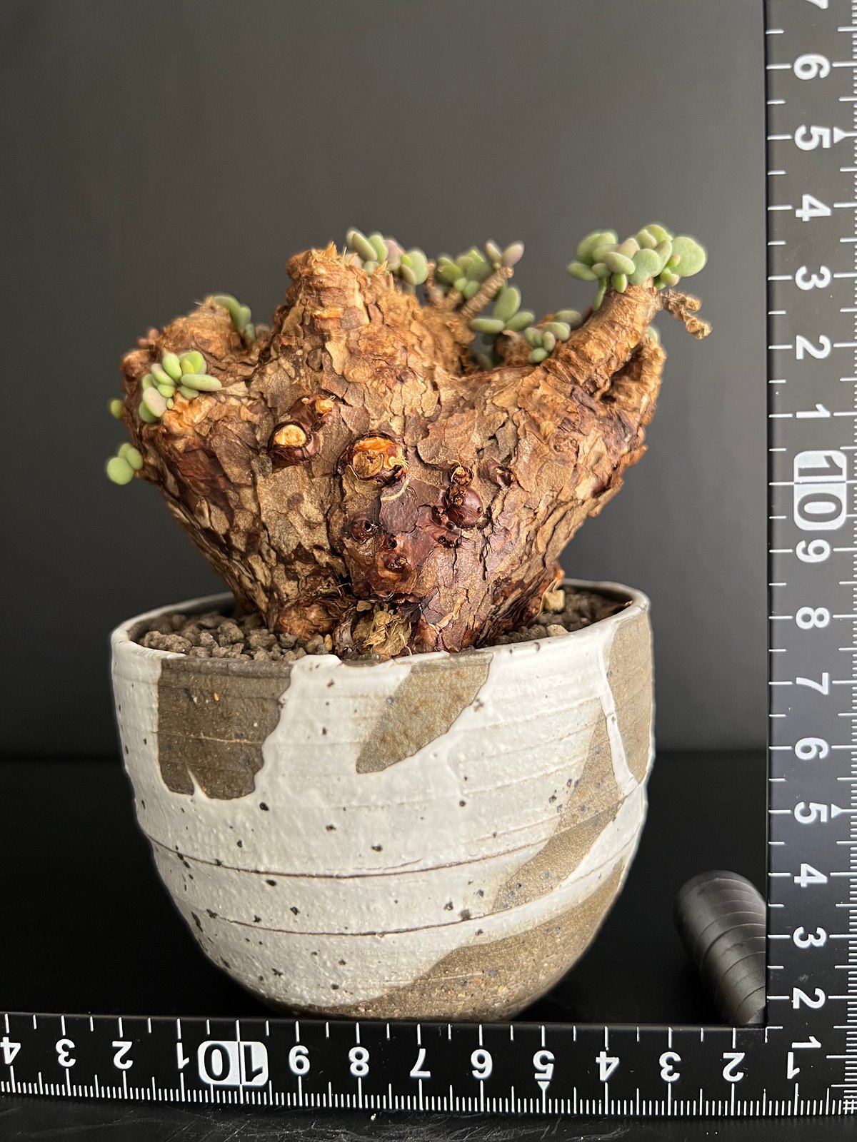 ケラリアピグマエア 現地株 発根済 b5 | HANDS PLANTS ケラリアピグマエア 現地株 発根済 b5 | HANDS PLANTS