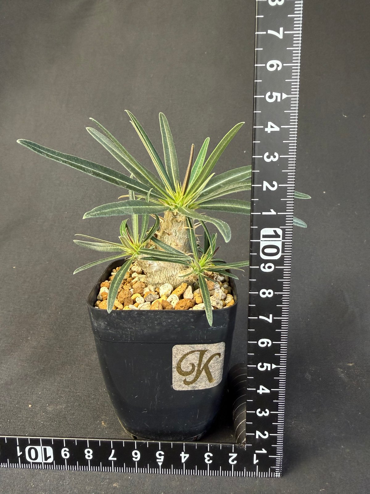 グラキリス 実生 13 グラキリス 実生 Ⅺ 13 | HANDS PLANTS