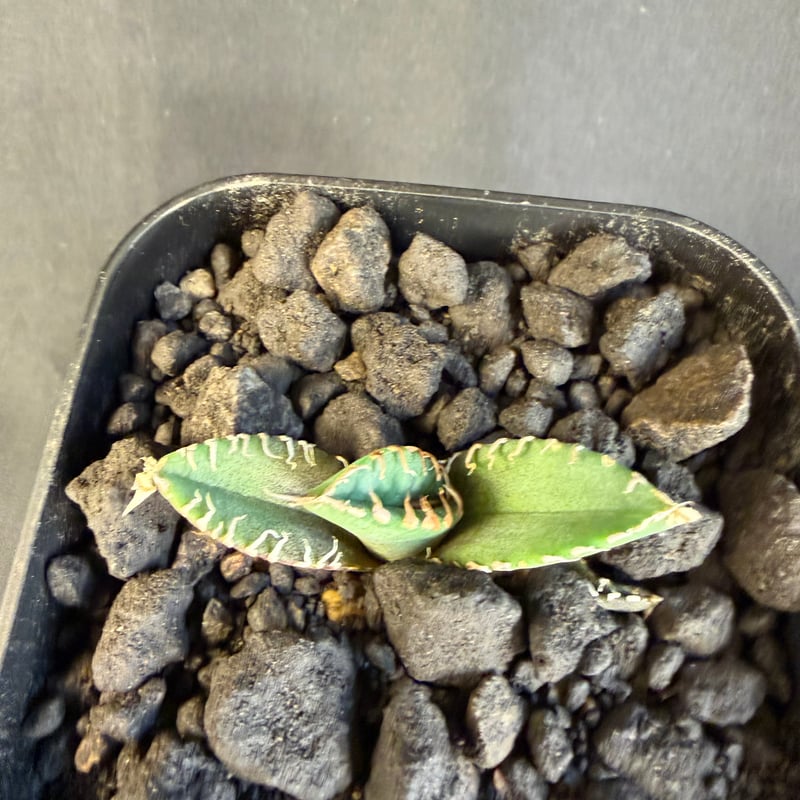 アガベチタノタ 星空（ほしぞら）子株 ⅶ | HANDS PLANTS