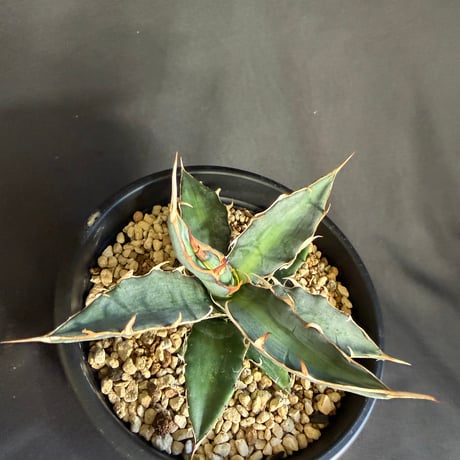 アガベ　キシロカナンサ　5号