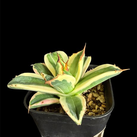 アガベスナグルトゥース | STORES