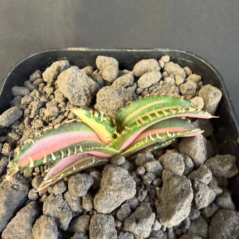 アガベ チタノタ 白豪刺中斑錦明錦 ⑥ | HANDS PLANTS