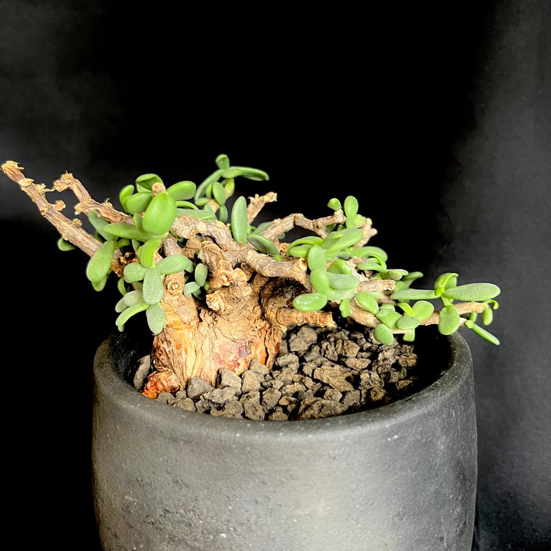 ケラリア　ピグマエア＊現地株、発根済 ケラリアピグマエア 現地株 発根済 b5 | HANDS PLANTS