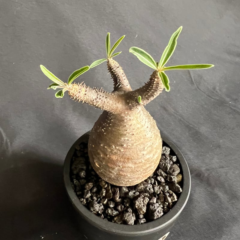 パキポディウムグラキリス 発根済み 11 | HANDS PLANTS