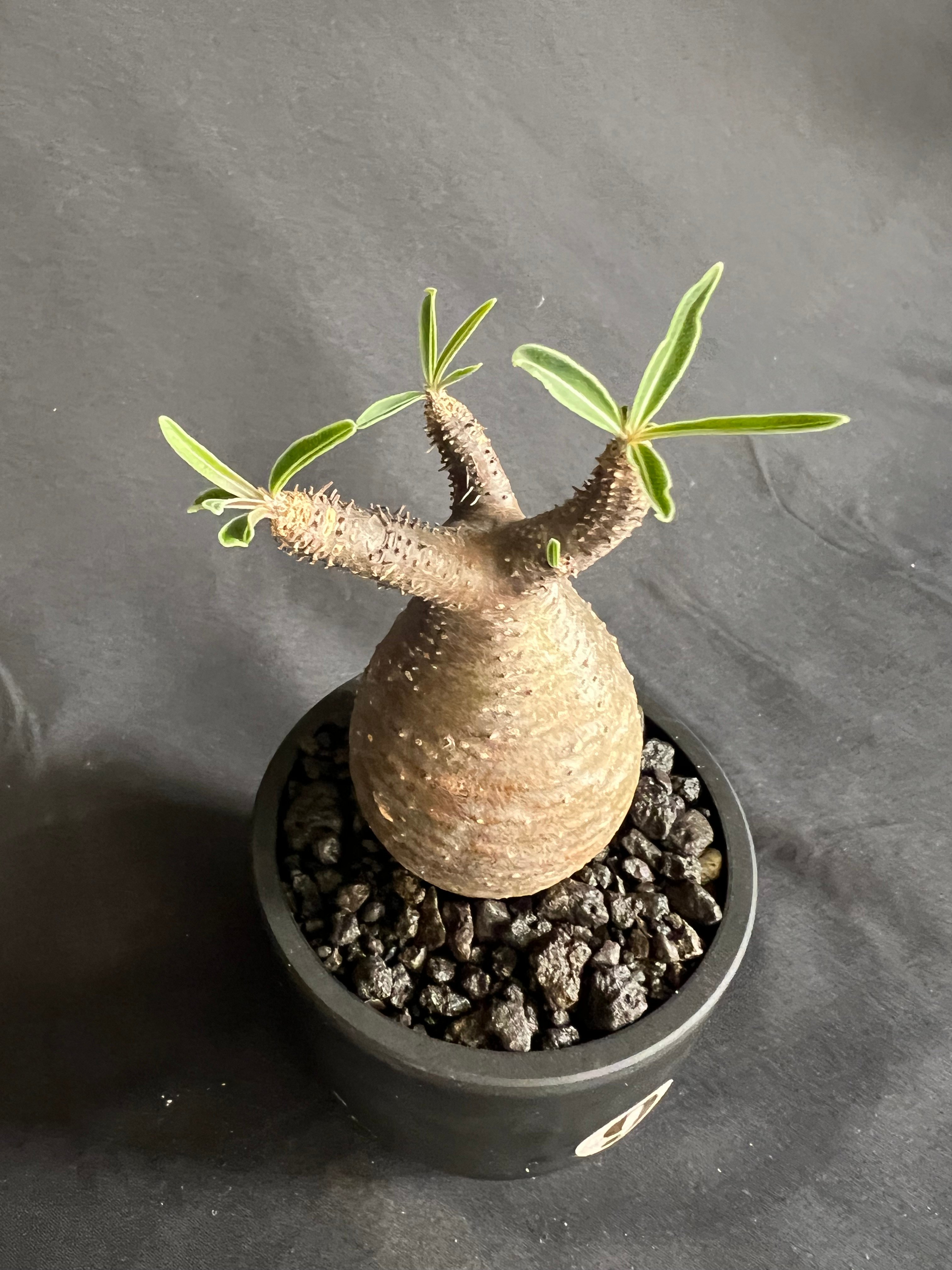 パキポディウムグラキリス 発根済み 11 | HANDS PLANTS