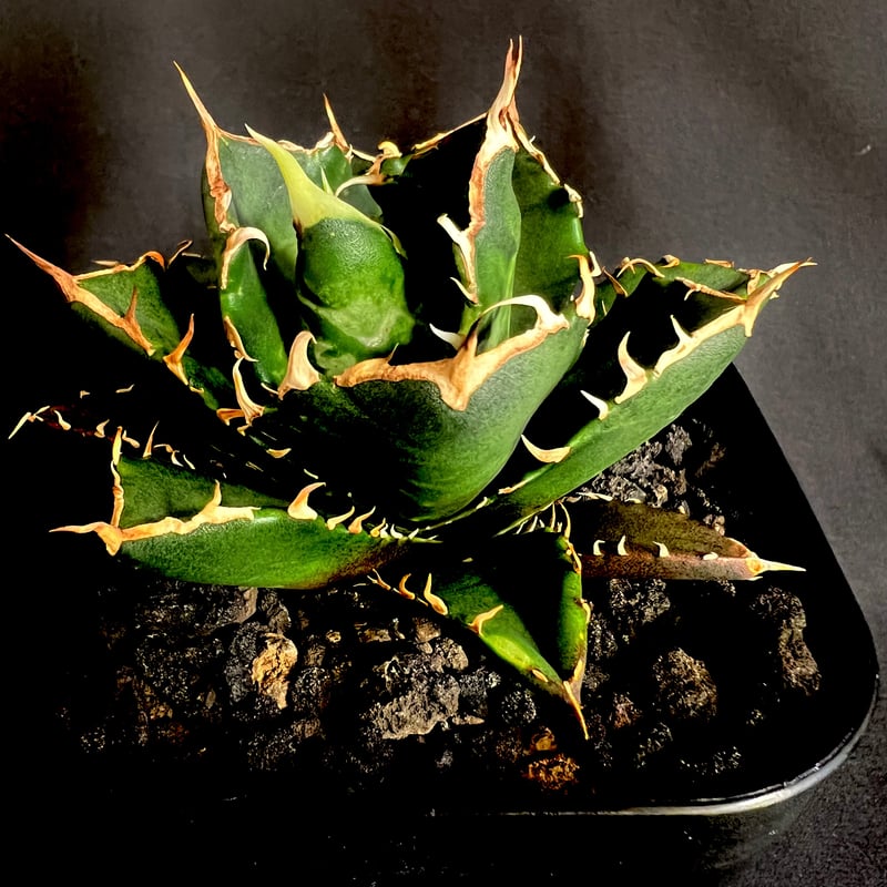 ［親株］アガベ　チタノタ　鬼爪　子株付き 親株］アガベ チタノタ 鬼爪 子株付き アガベ・チタノタ 鬼爪 小