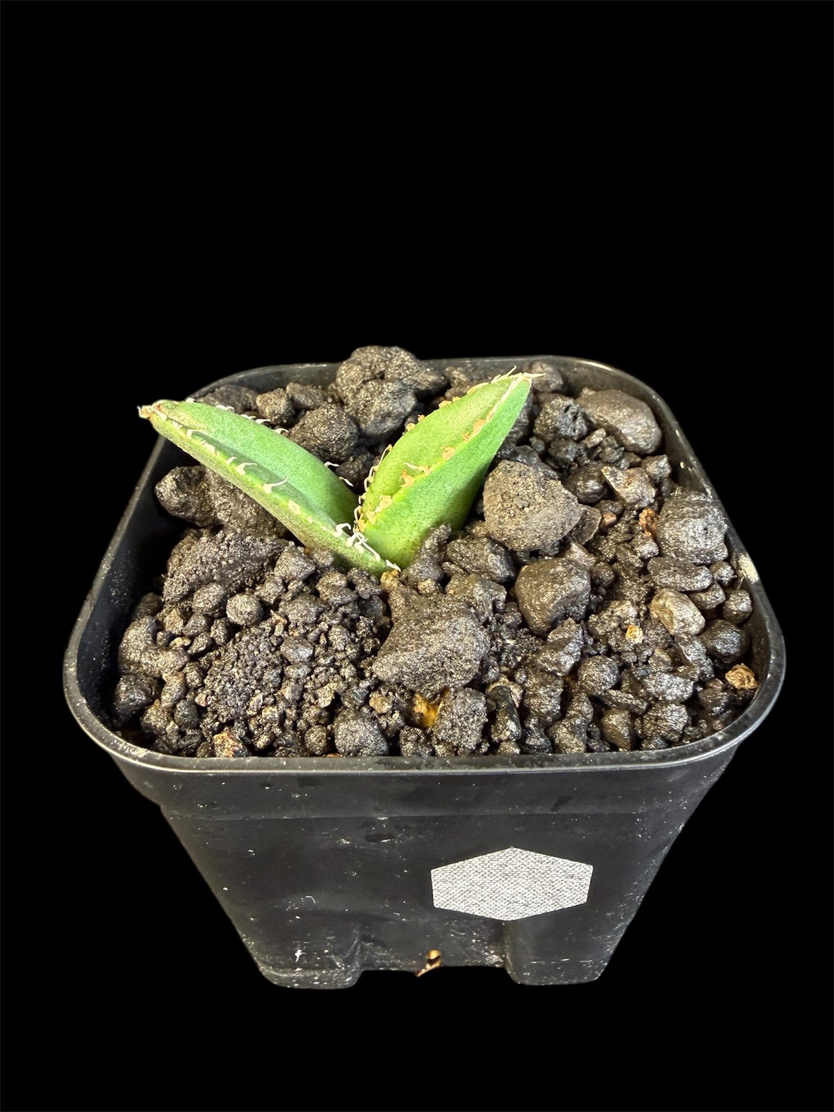 アガベチタノタ 蚩尤（しゆう）子株 | HANDS PLANTS