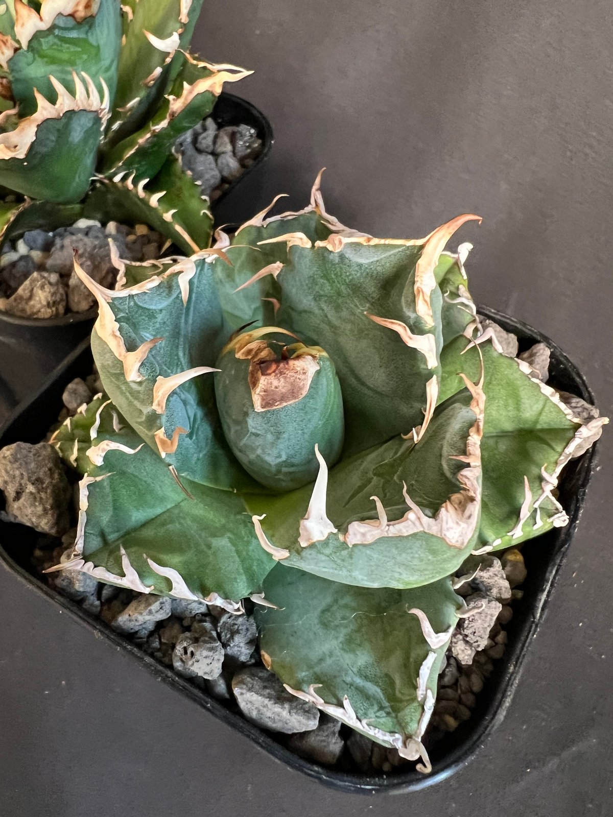 『陶器鉢付き』スナグルトゥース　2頭　ダブルヘッド 陶器鉢付き』スナグルトゥース 2頭 ダブルヘッド アガベ