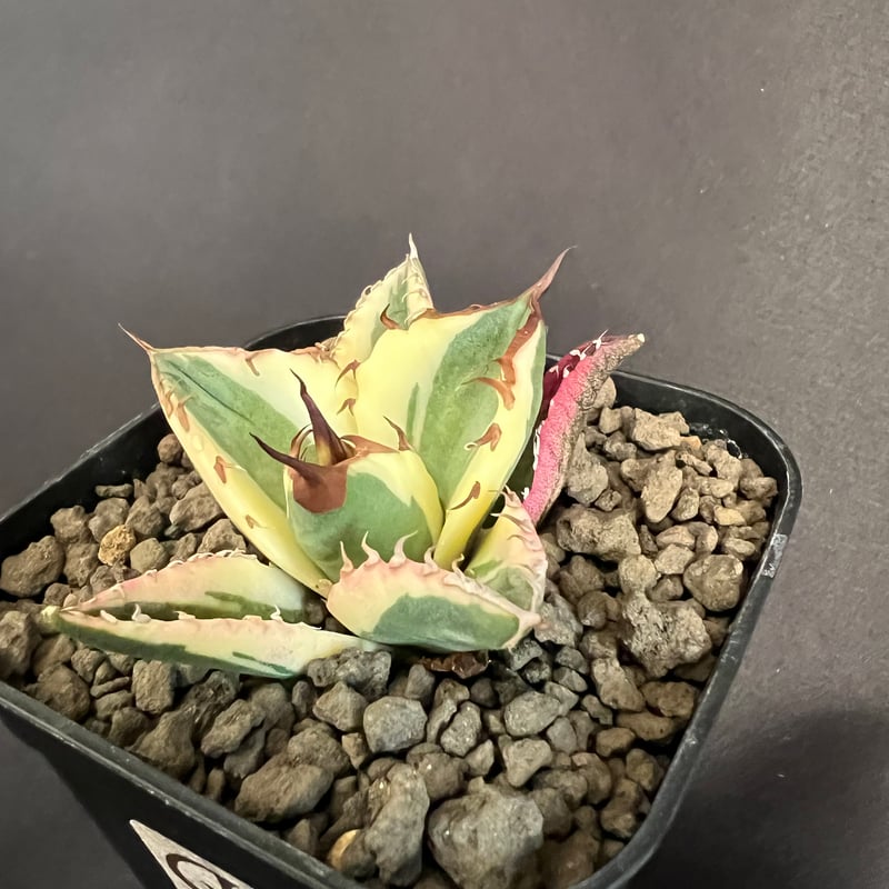 アガベ チタノタ スナグルトゥース③ | HANDS PLANTS