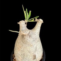 Brim社 植物育成ライト PANEL A 45W 1枚（温白色） | HANDS PLANTS