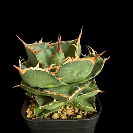 アガベ チタノタ 純血 ジャガーノート OSP株 胴切り天 活着済み アガベ