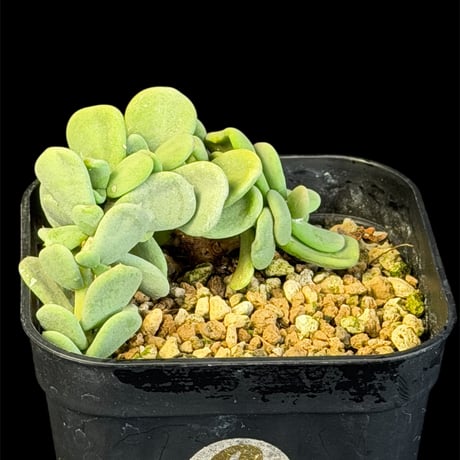 ケラリアピグマエア | STORES