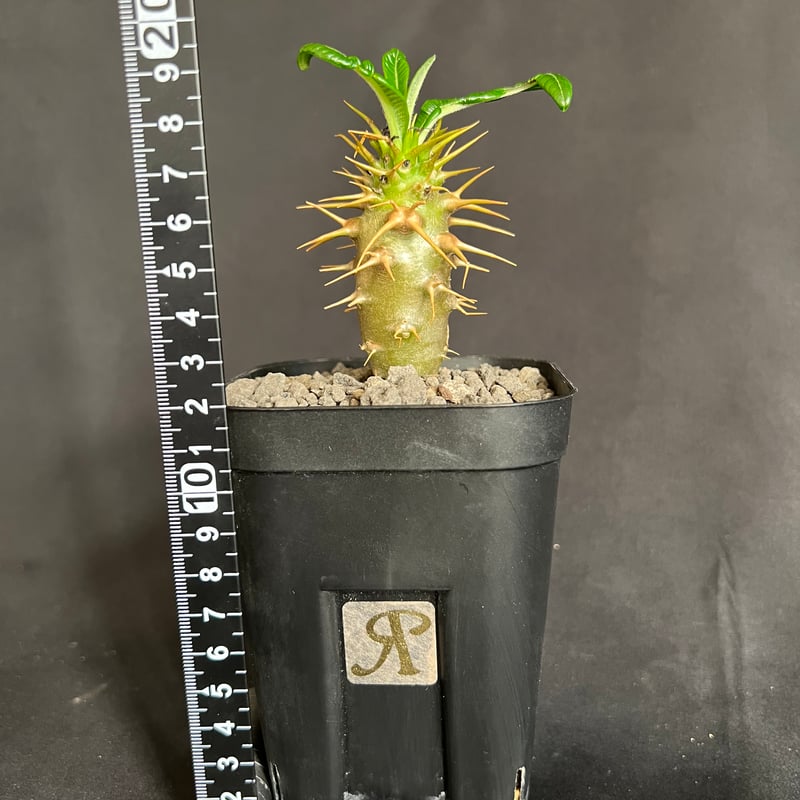 パキポディウム・アンボンゲンセ実生 | HANDS PLANTS