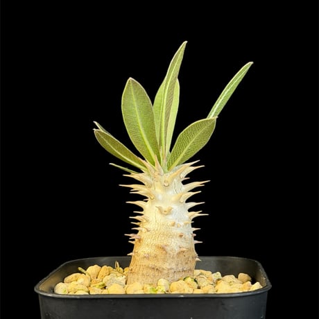 パキポディウムホロンベンセ | STORES