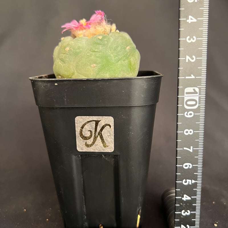 サボテン🌵ロフォフォラ銀冠玉 | HANDS PLANTS