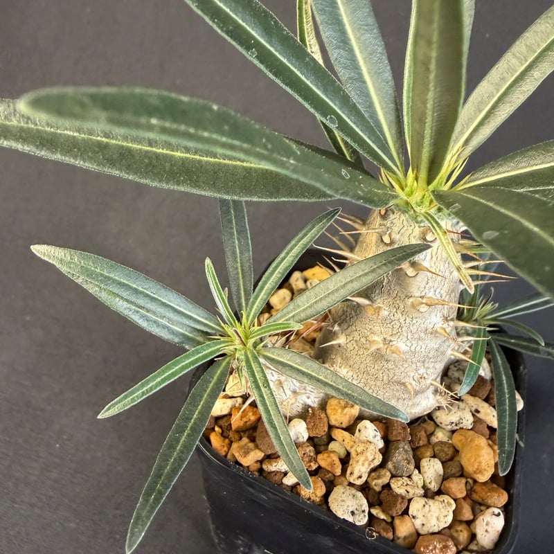 グラキリス 実生 13 グラキリス 実生 13 ny | HANDS PLANTS