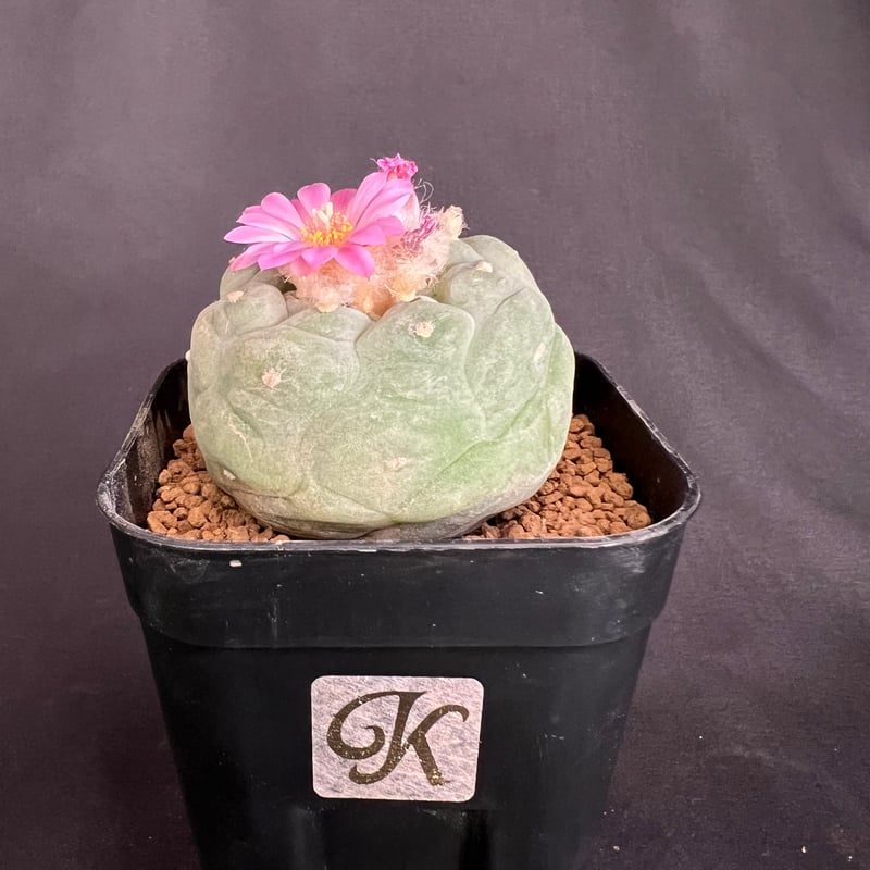サボテン🌵ロフォフォラ銀冠玉 | HANDS PLANTS