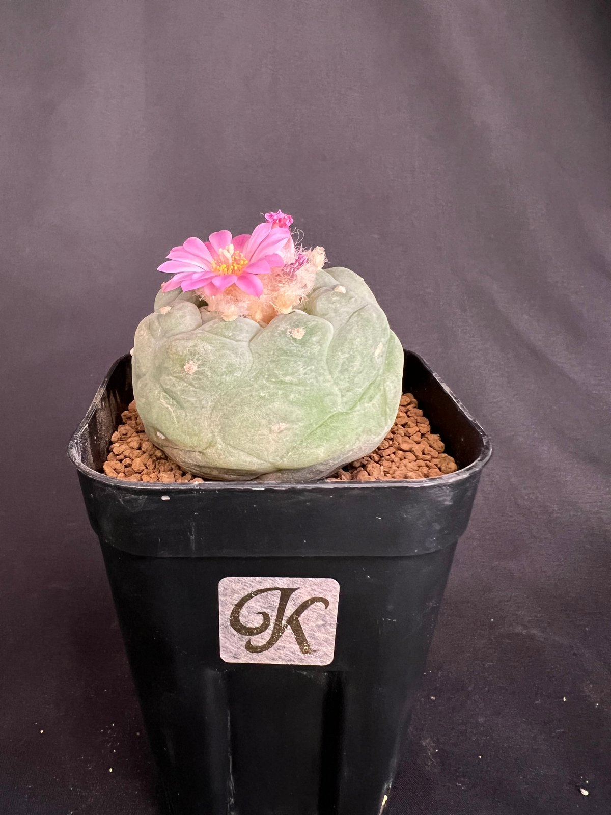 サボテン🌵ロフォフォラ銀冠玉 | HANDS PLANTS