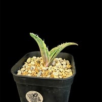 アガベ　チタノタ　白鯨錦　⑧