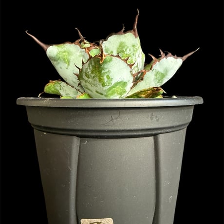 アガベ魔丸 | STORES