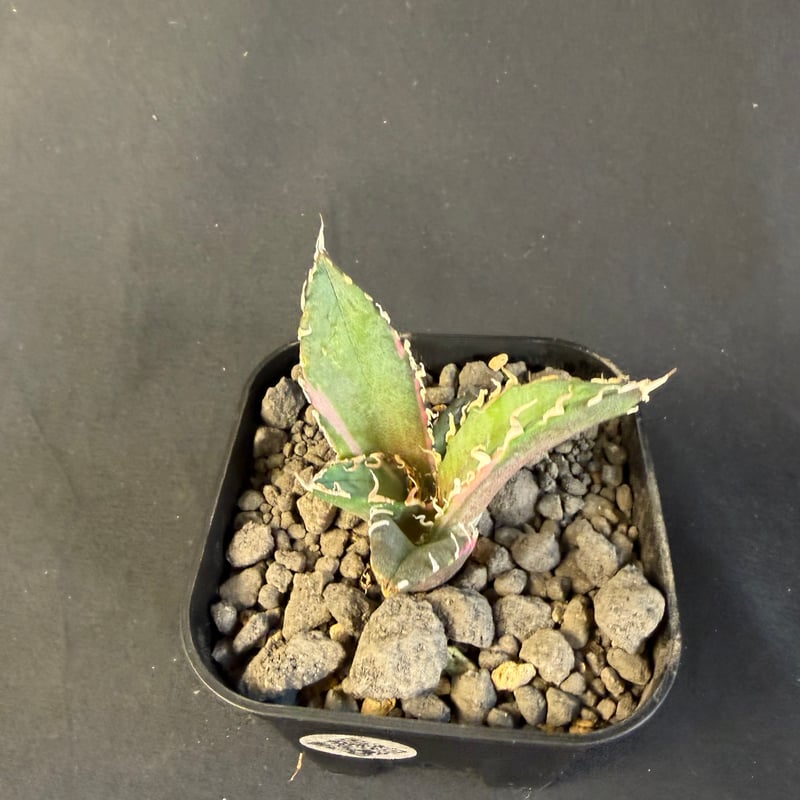 アガベ チタノタ 白鯨錦 B | HANDS PLANTS